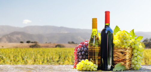 Red and white wine bottles with a grape basket, set against a picturesque vineyard landscape