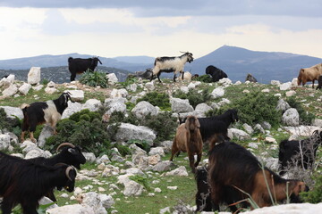 A herd of goats grazing in a rocky field