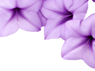 Elegant Purple Floral Illustration On Black Transparent Background
