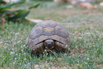 A Mediterranean spur-thighed turtle (Testudo graeca) crawling in the meadow