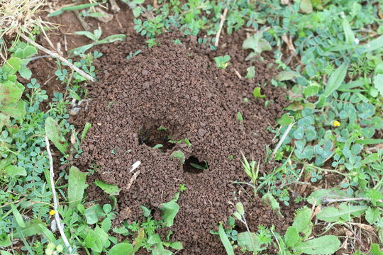 top view of ant nest