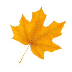 Obraz premium Isolated Autumn Leaf Illustration On Transparent Background