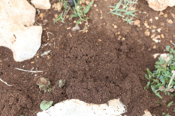 top view of ant nest