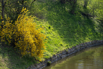 Yellow forsythia bush by the canal in spring