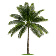 Isolated Green Palm Tree Illustration With Transparent Background PNG