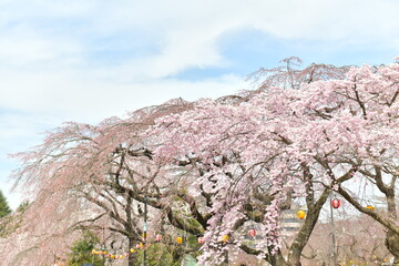 Cherry blossom viewing scene in Japan,Cherry blossom viewing spot in Japan