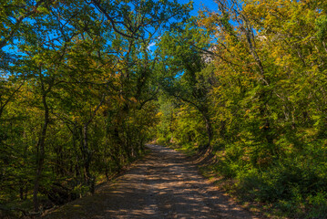 Fototapeta premium a forest road stretching into the distance and surrounded by dense green trees. of the Baydarskaya Valley, Inkerman or other natural areas surrounding Sevastopol.
