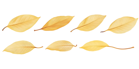 Isolated Golden Leaves Illustration On Transparent Background Autumn Season