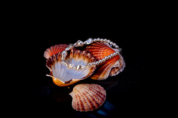 sea shell on black background