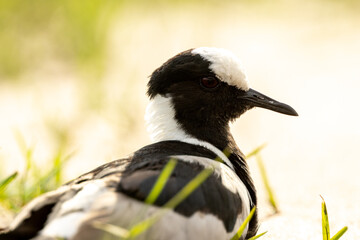 Close-up of a black and white lapwing bird resting in the grass under soft natural light.