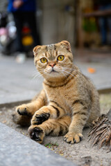 Cat sitting on the ground looking at the camera