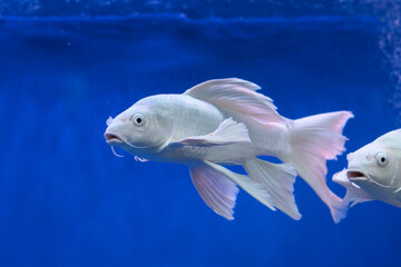 The Ornamental fish in aquariums