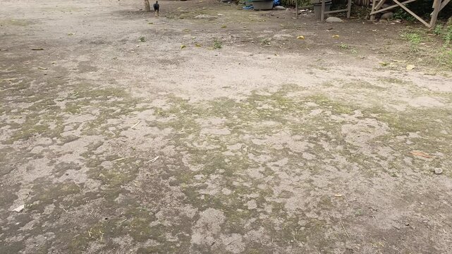 A patch of dry dirt ground covered in patches of green moss.