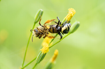 Bee trapped by wasp spider, macro insect photography with sharp focus, nature hunting moment captured.