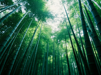 Thick green bamboo forest landscape