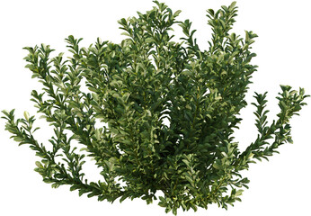 Bush, Box Plant, Bush fence,  Boxwood, Undergrowth, Landscape, Plants