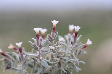 Alkanna corcyrensis (Corcyrensis Alkanna) flowers in spring time