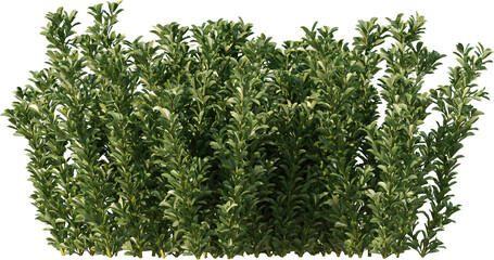 Bush, Box Plant, Bush fence,  Boxwood, Undergrowth, Landscape, Plants