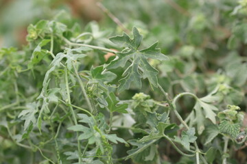 Bryonia alba (white bryony) plant in the field