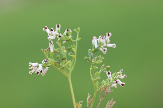 fumaria parviflora (fineleaf fumitory) flowers in spring 