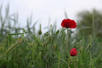 Red poppies and their buds lining the edge of a green wheat field