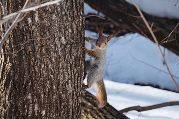 A small gray squirrel is skillfully climbing up the trunk of a tall tree while it drizzles...