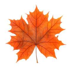 Obraz premium Isolated Autumn Leaf Illustration With Vibrant Orange Color On Transparent Background