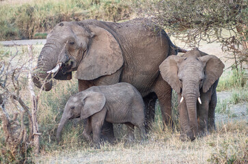 Fototapeta premium famille d'éléphants dans le Parc du Sérengeti en Tanzanie