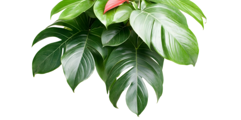 Isolated Realistic Green Leaf Illustration On Transparent Background