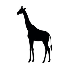 giraffe vector illustration