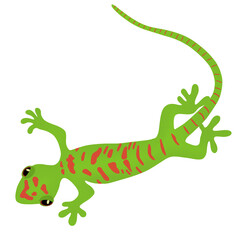 gecko