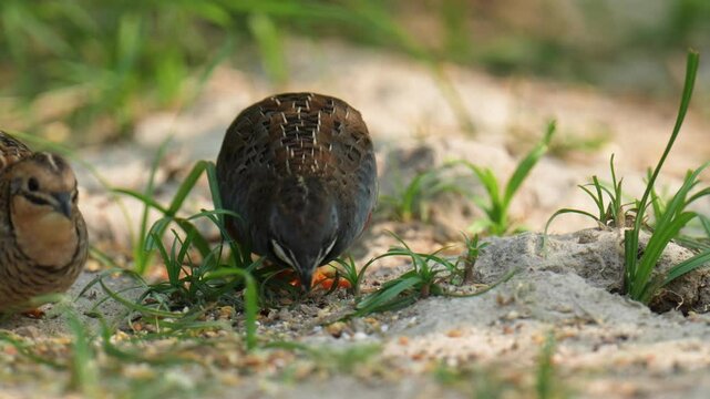 Blue-breasted Quail (Synoicus chinensis ) bird watching in the forest.