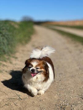 Kleiner Hund beim Spaziergang ist glücklich und zufrieden und das mitten in der Natur. Hündin, Artgerecht