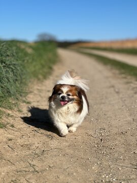 Kleiner Hund beim Spaziergang ist glücklich und zufrieden und das mitten in der Natur. Hündin, Artgerecht