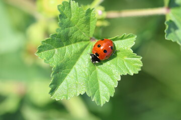 Fototapeta premium close up of seven spotted ladybug