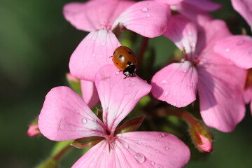close up of seven spotted ladybug	