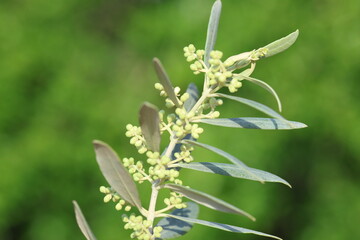 blossoms of olive tree in spring