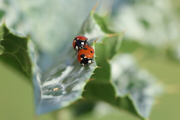 copulating seven spotted ladybugs in spring