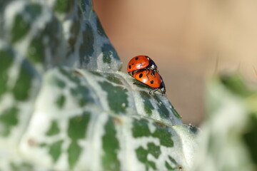 copulating seven spotted ladybugs in spring