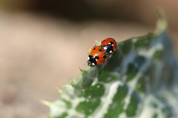 Naklejka premium copulating seven spotted ladybugs in spring 