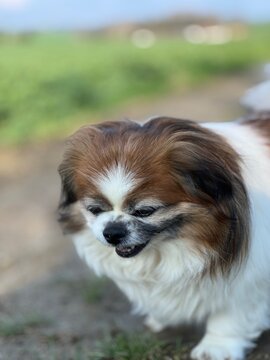 Kleiner Hund beim Spaziergang ist glücklich und zufrieden und das mitten in der Natur. Hündin, Artgerecht