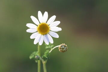 close up of  daisy flower in spring © UMIT