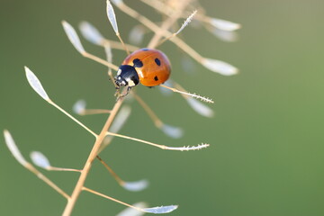 close up of seven spotted ladybug