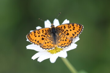 upper wings of  Lesser Spotted Fritillary (Melitaea trivia) butterfly