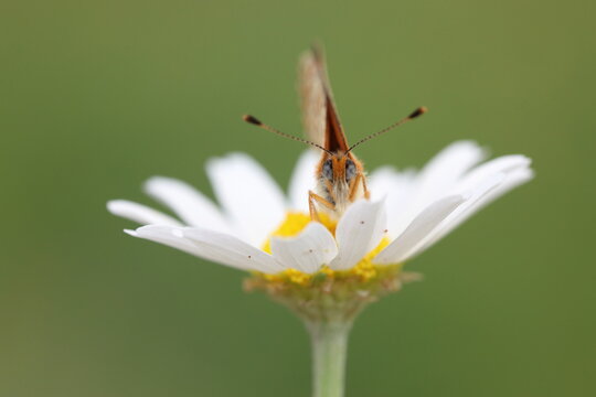 Fototapeta  Lesser Spotted Fritillary (Melitaea trivia) butterfly on a flower