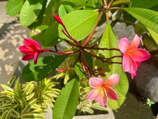 Frangipani flowers with red and yellow gradations bloom perfectly in a garden on a bright morning. With the scientific name Plumeria Rubra which comes from Mexico.