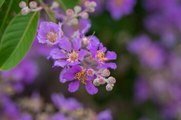 Obraz premium Bungor Bright purple flowers of the Lagerstroemia speciosa, a tropical tree in nature garden. 