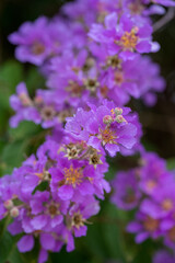 Obraz premium Bungor Bright purple flowers of the Lagerstroemia speciosa, a tropical tree in nature garden. 