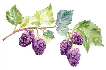Fototapeta premium Watercolor painting of blackberries with leaves on a branch