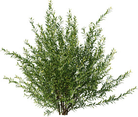 Bush, Box Plant, Bush fence,  Boxwood, Undergrowth, Landscape, Plants